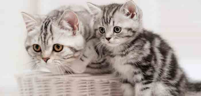 Photos De Chatons Et Bebes Chat Trop Mignon