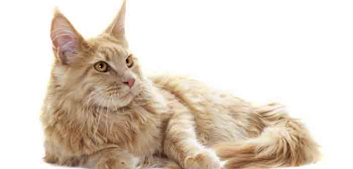 Maine coon