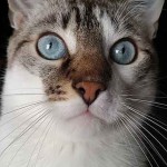 Chat yeux bleu