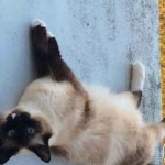 Chat Ragdoll