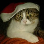 chat bonnet de noel