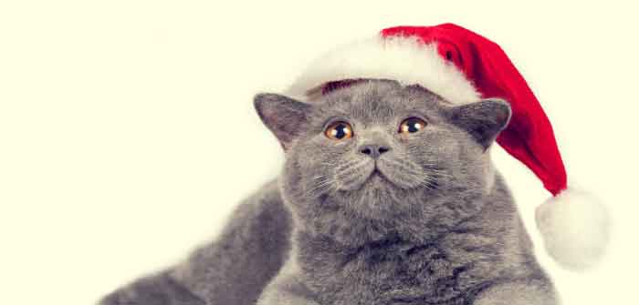 faire plaisir a un chat heureux a noel