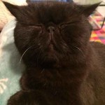chat noir marrant