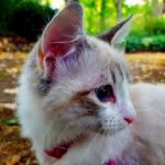 chaton blanc ragdoll