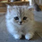 chaton le plus mignon du monde