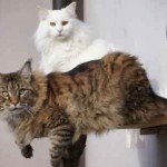 deux maine coons