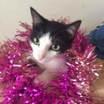 guirelande de noel chat