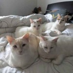 groupe de chat blanc