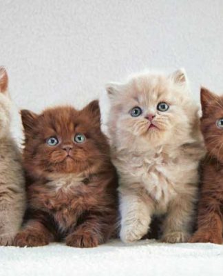 Nom de chat en M nom de chat en M