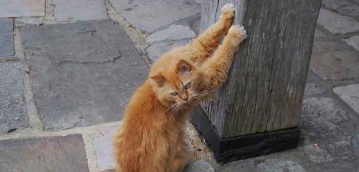 Chat Qui Marque Son Territoire Et Fait Pipi Partout Dans La Maison Que Faire