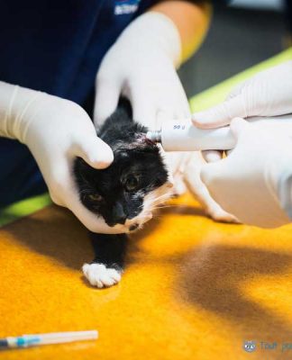 Teigne chat : Traitement, symptomes de la teigne du chat et du chaton teigne du chat