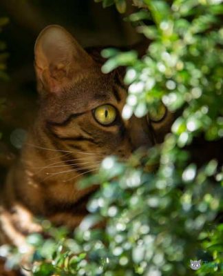 caractère chat bengal comportement