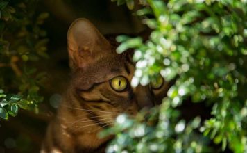 caractère chat bengal comportement