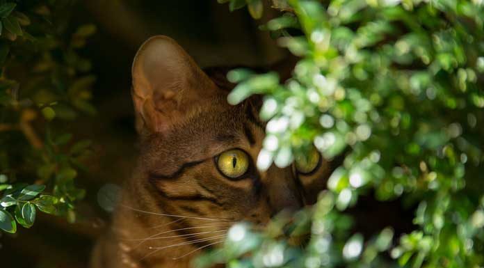 caractère chat bengal comportement