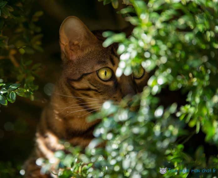 caractère chat bengal comportement