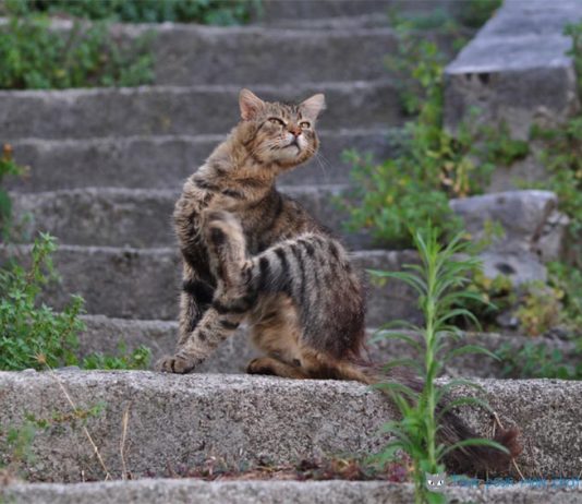 gale chez le chat