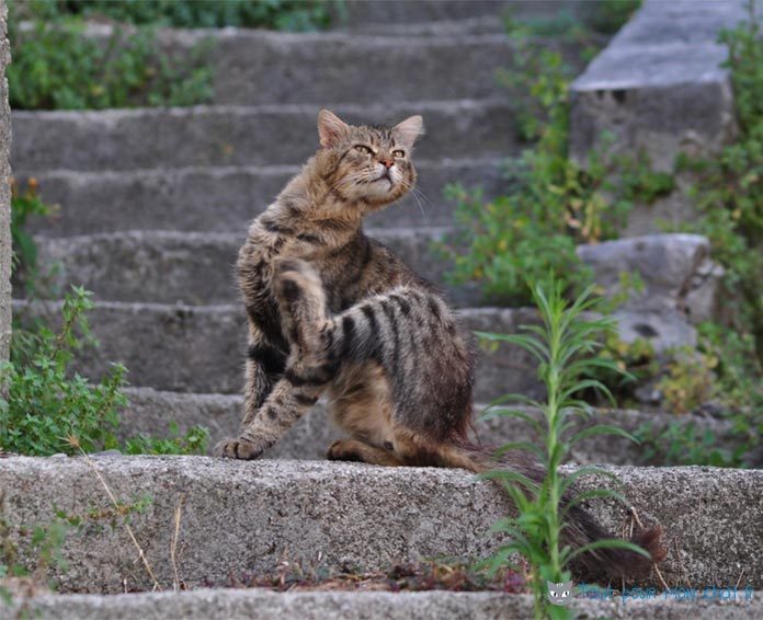 gale chez le chat