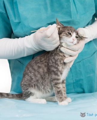 gale du chat traitement et symptomes