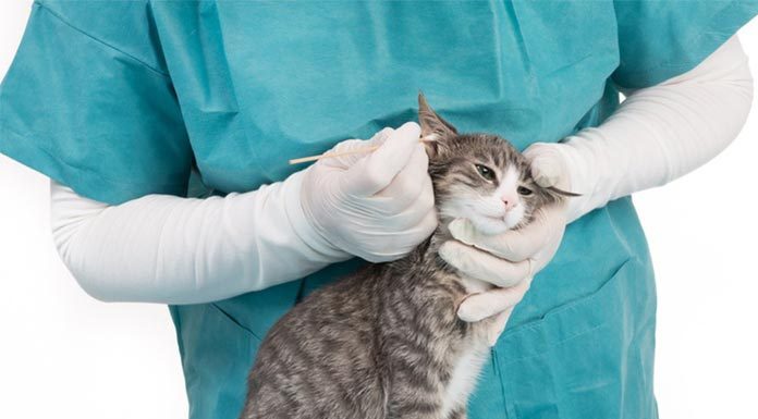 gale du chat traitement et symptomes