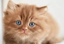 nom de chat en N pour chaton né en 2017