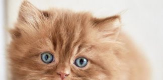 nom de chat en N pour chaton né en 2017