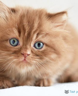 nom de chat en N pour chaton né en 2017