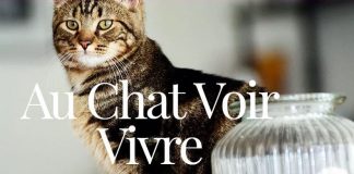 Au Chat Voir Vivre Cafe Chat Lille Nord 59