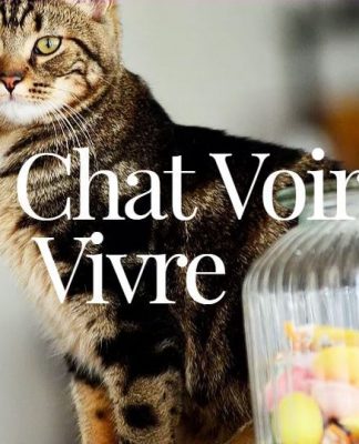 Au Chat Voir Vivre Cafe Chat Lille Nord 59