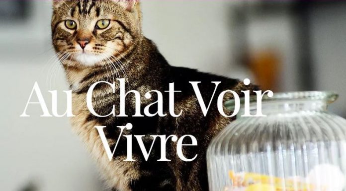 Au Chat Voir Vivre Cafe Chat Lille Nord 59