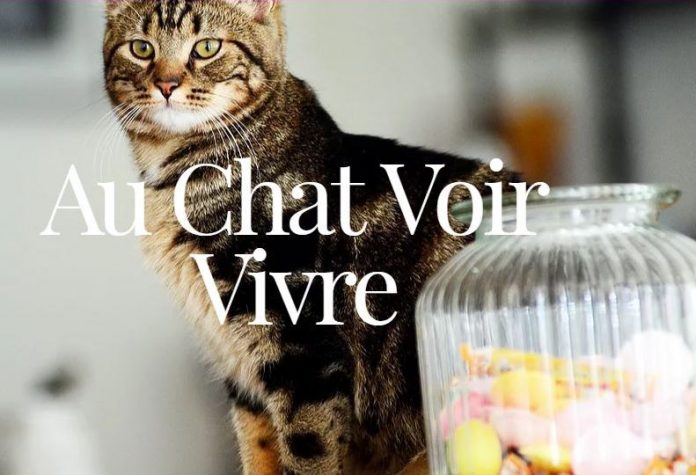 Au Chat Voir Vivre Cafe Chat Lille Nord 59