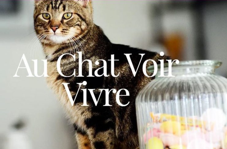 Au Chat Voir Vivre Cafe Chat Lille Nord 59