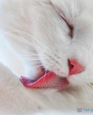 Pourquoi le chat se lèche et se lave tout le temps ? Pour quelles raisons les chats se lèchent entre eux? pourquoi le chat se lèche tout le temps ou entre eux? Les raisons