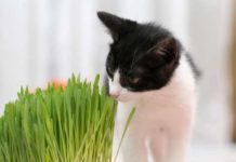 pourquoi-chat-mange-aime-herbe