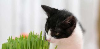 pourquoi-chat-mange-aime-herbe