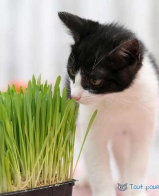 pourquoi-chat-mange-aime-herbe