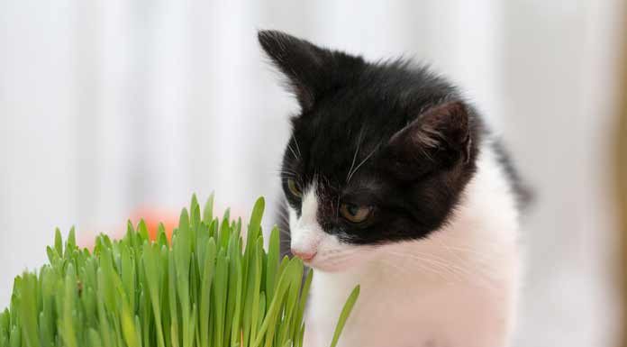 pourquoi-chat-mange-aime-herbe