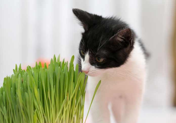 pourquoi-chat-mange-aime-herbe