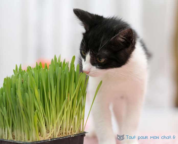 Herbe à chat et herbe aux chats! Pourquoi il adore? Tout Pour Mon Chat