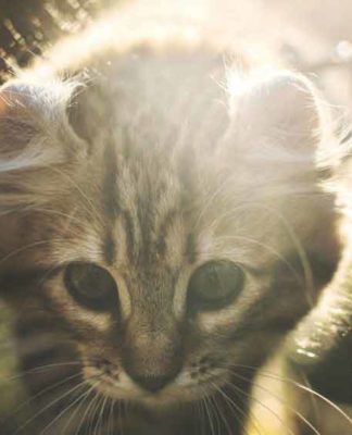 american curl