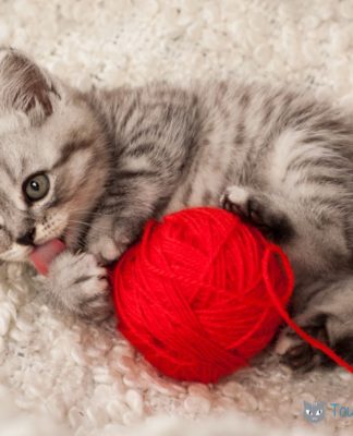 Nom de chat 2020 en R