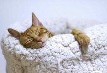 pourquoi-chat-dorment-beaucoup