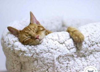 pourquoi-chat-dorment-beaucoup