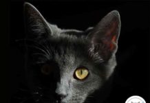 pourquoi-chat-voit-dans-noir