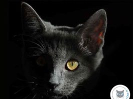 pourquoi-chat-voit-dans-noir