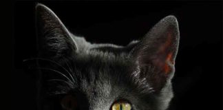 pourquoi-chat-voit-dans-noir