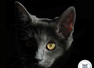 pourquoi-chat-voit-dans-noir