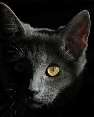 pourquoi-chat-voit-dans-noir