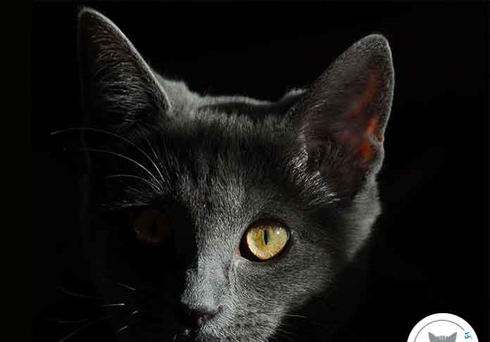 pourquoi-chat-voit-dans-noir