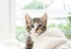 nom chat en S 2021